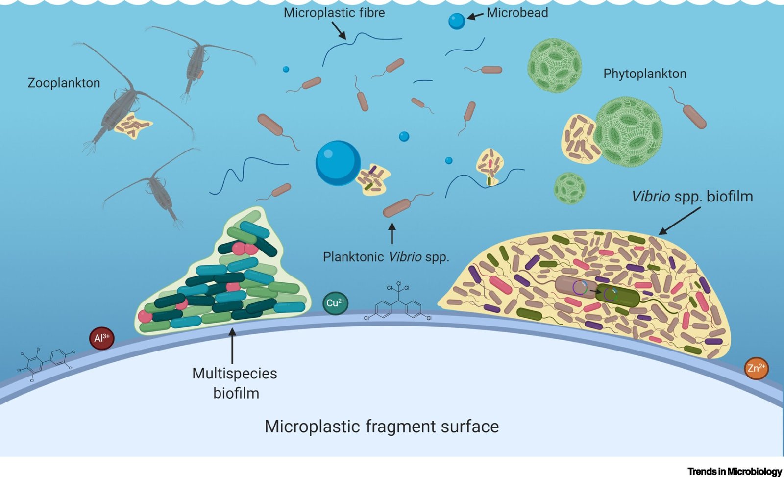 biodegradable plastic sustainable material